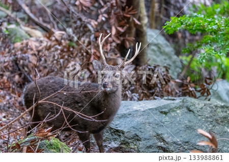 ヤクシカの雄　冬毛　世界自然遺産屋久島(冬 133988861