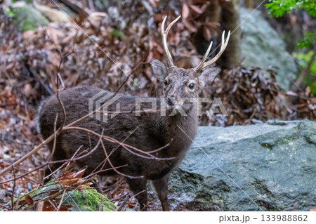 ヤクシカの雄　冬毛　世界自然遺産屋久島(冬 133988862