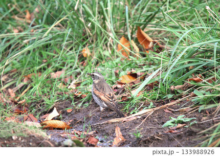 ツグミ　鶇　Turdus eunomus　北海道野鳥 133988926