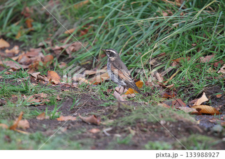 ツグミ　鶇　Turdus eunomus　北海道野鳥 133988927