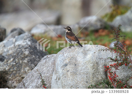 ツグミ 鶇 Turdus eunomus 北海道野鳥 ツグミ 鶇 Turdus eunomus 北海道野鳥 133988928