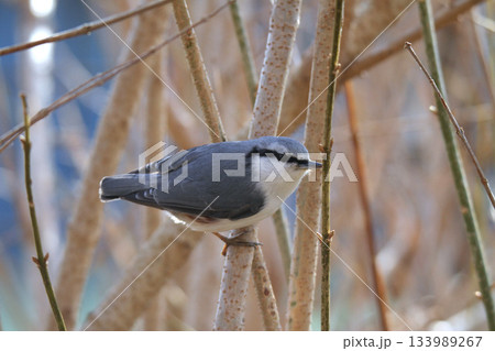 ゴジュウカラ　五十雀　北海道野鳥 133989267