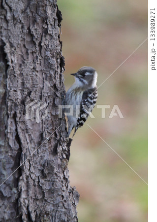 クマゲラ　くまげら　熊啄木鳥　北海道野鳥 133989271