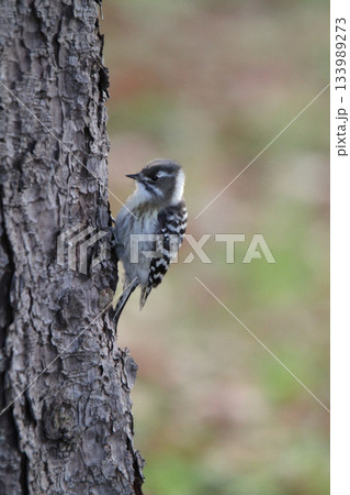 コゲラ こげら キツツキ 北海道野鳥 コゲラ こげら キツツキ 北海道野鳥 133989273