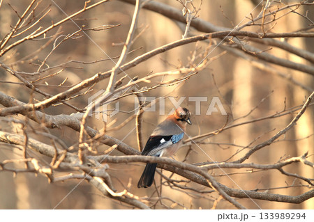 ミヤマカケス カケス 北海道野鳥 ミヤマカケス カケス 北海道野鳥 133989294