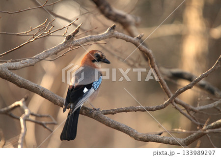 ミヤマカケス　カケス　北海道野鳥 133989297