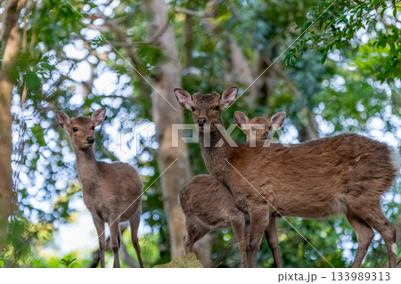 ヤクシカ　警戒　世界自然遺産屋久島(春 133989313