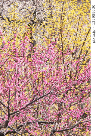 梅の花とサンシュユの花満開 梅の花とサンシュユの花満開 133989330