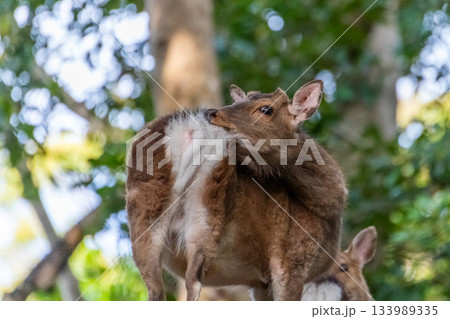 ヤクシカの雄　毛づくろい　世界自然遺産屋久島(春 133989335