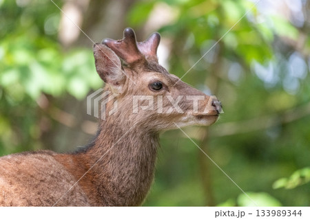 ヤクシカ　くつろぐ　世界自然遺産屋久島(春 133989344