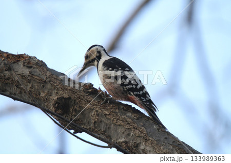 オオアカゲラ、大赤啄木鳥、エゾオオアカゲラ アカゲラ 北海道野鳥 オオアカゲラ、大赤啄木鳥、エゾオオアカゲラ アカゲラ 北海道野鳥 133989363