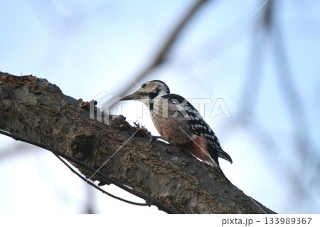 オオアカゲラ、大赤啄木鳥、エゾオオアカゲラ　アカゲラ　北海道野鳥 133989367