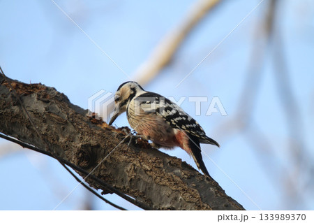 オオアカゲラ、大赤啄木鳥、エゾオオアカゲラ　アカゲラ　北海道野鳥 133989370