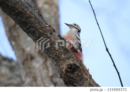 オオアカゲラ、大赤啄木鳥、エゾオオアカゲラ アカゲラ 北海道野鳥 オオアカゲラ、大赤啄木鳥、エゾオオアカゲラ アカゲラ 北海道野鳥 133989372