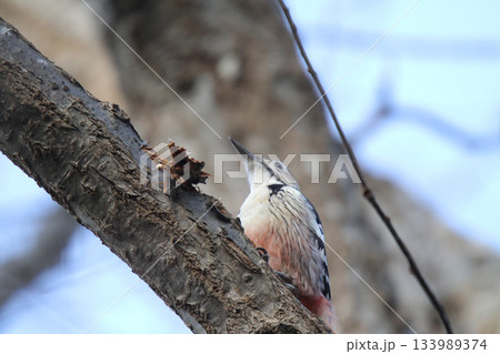 オオアカゲラ、大赤啄木鳥、エゾオオアカゲラ　アカゲラ　北海道野鳥 133989374
