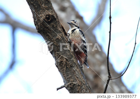 オオアカゲラ、大赤啄木鳥、エゾオオアカゲラ　アカゲラ　北海道野鳥 133989377