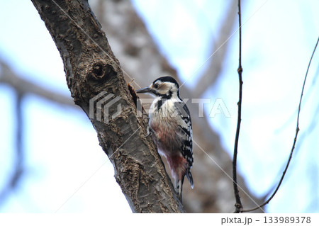 オオアカゲラ、大赤啄木鳥、エゾオオアカゲラ　アカゲラ　北海道野鳥オオアカゲラ、大赤啄木鳥、エゾオオア 133989378