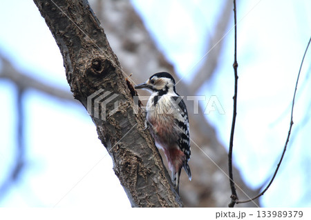 オオアカゲラ、大赤啄木鳥、エゾオオアカゲラ アカゲラ 北海道野鳥 オオアカゲラ、大赤啄木鳥、エゾオオアカゲラ アカゲラ 北海道野鳥 133989379