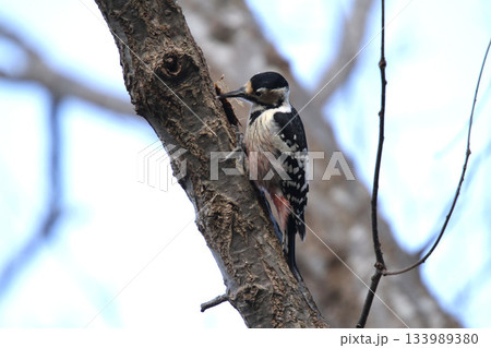オオアカゲラ、大赤啄木鳥、エゾオオアカゲラ　アカゲラ　北海道野鳥 133989380