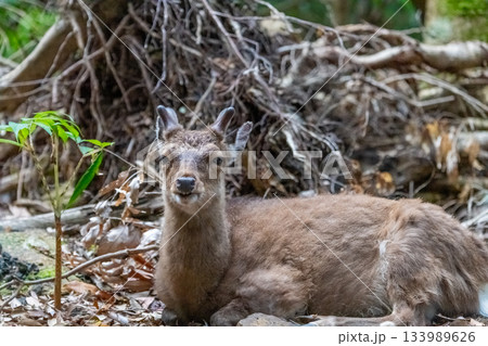 ヤクシカの雄 微笑む 世界自然遺産屋久島(春 ヤクシカの雄 微笑む 世界自然遺産屋久島(春 133989626