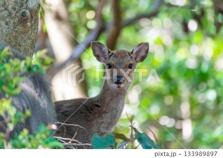 ヤクシカの雌　警戒　世界自然遺産屋久島(春 133989897