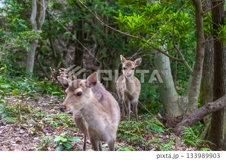 ヤクシカの雌 警戒 世界自然遺産屋久島(春 ヤクシカの雌 警戒 世界自然遺産屋久島(春 133989903