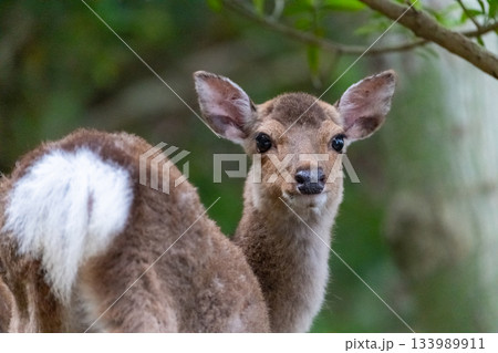 ヤクシカの雌 警戒 世界自然遺産屋久島(春 ヤクシカの雌 警戒 世界自然遺産屋久島(春 133989911
