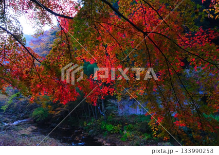 袋田の滝の紅葉 133990258
