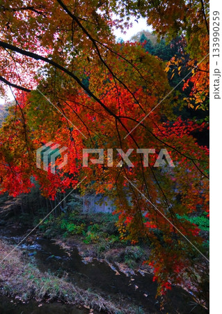 袋田の滝の紅葉 133990259