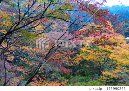 袋田の滝の紅葉 133990263