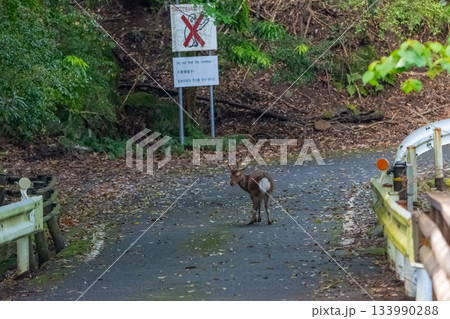 ヤクシカの雄　警戒　世界自然遺産屋久島(春 133990288