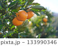 みかん 133990346