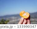 みかん 133990347