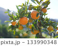 みかん 133990348