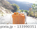 みかん狩り 133990351