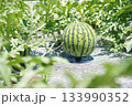 スイカ 133990352