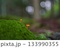 小さなきのこ 133990355