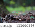 小さなきのこ 133990356