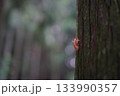 ヒグラシの抜け殻 133990357