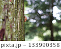 蝉の抜け殻 133990358