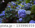 紫陽花 133990359