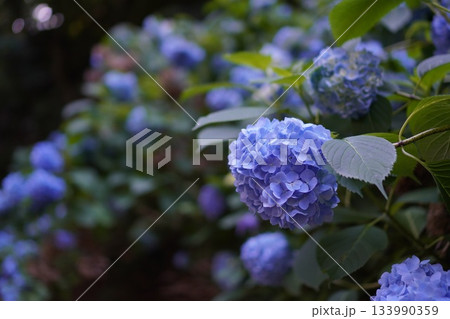 紫陽花 紫陽花 133990359