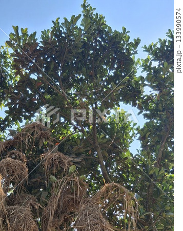 Lush green tree canopy against a clear blue sky 133990574