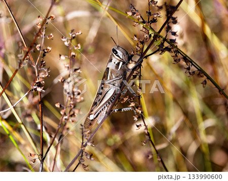 枯れ枝に止まり越冬するバッタ  ツツチイナゴ 133990600