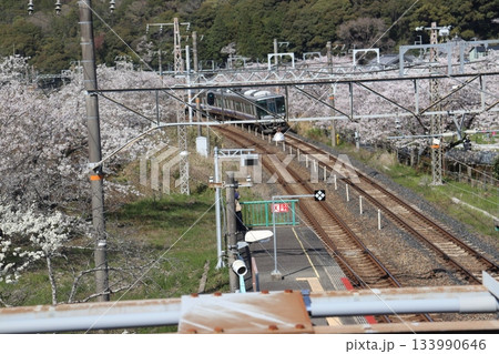 大阪府阪南市山中渓駅の桜風景 大阪府阪南市山中渓駅の桜風景 133990646