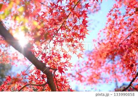 青空に透ける紅葉 青空に透ける紅葉 133990858