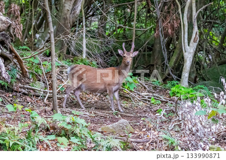 ヤクシカの雄　警戒　世界自然遺産屋久島(春 133990871