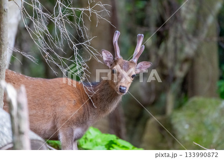ヤクシカの雄　警戒　世界自然遺産屋久島(春 133990872