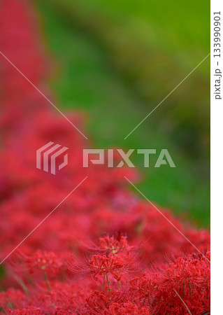 田んぼとヒガンバナ 田んぼとヒガンバナ 133990901