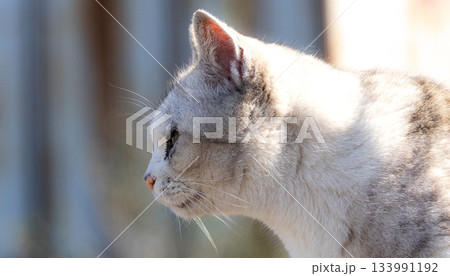 広島県福山市にある離島走島の野良猫 133991192